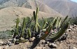 Vista previa de Corryocactus brevistylus