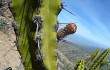 Vista previa de Corryocactus brevistylus