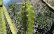 Preview photo Corryocactus brevistylus