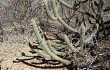 Preview photo Pilosocereus gounellei