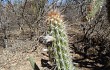 Anteprima di Pilosocereus gounellei