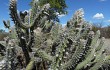 Anteprima di Pilosocereus gounellei