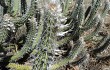 Preview photo Pilosocereus gounellei