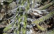 Preview photo Pilosocereus gounellei