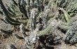 Preview photo Pilosocereus gounellei