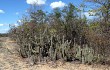 Preview photo Pilosocereus gounellei