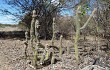 Anteprima di Pilosocereus gounellei