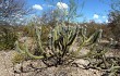 Vista previa de Pilosocereus gounellei