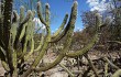 Anteprima di Pilosocereus gounellei