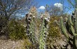 Preview photo Pilosocereus gounellei