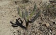 Preview photo Pilosocereus gounellei