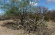 Vista previa de Pilosocereus gounellei