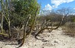 Anteprima di Pilosocereus gounellei