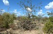 Preview photo Pilosocereus gounellei