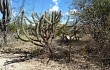 Preview photo Pilosocereus gounellei