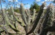 Preview photo Pilosocereus gounellei