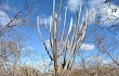 Preview photo Pilosocereus pentaedrophorus