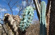 Vista previa de Pilosocereus pentaedrophorus