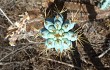 Preview photo Pilosocereus pentaedrophorus