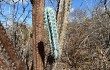 Preview photo Pilosocereus pentaedrophorus