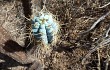 Vista previa de Pilosocereus pentaedrophorus