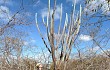 Anteprima di Pilosocereus pentaedrophorus