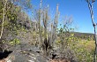 Vista previa de Pilosocereus zehntneri