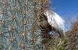 Anteprima di Pilosocereus zehntneri