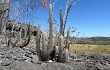 Anteprima di Pilosocereus zehntneri