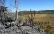 Anteprima di Pilosocereus zehntneri