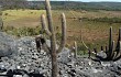 Preview photo Pilosocereus zehntneri