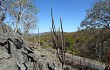 Anteprima di Pilosocereus zehntneri