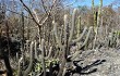 Anteprima di Pilosocereus zehntneri