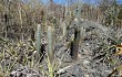 Preview photo Pilosocereus zehntneri