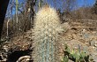 Preview photo Pilosocereus zehntneri