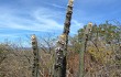 Anteprima di Pilosocereus zehntneri