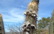 Preview photo Pilosocereus zehntneri