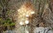 Anteprima di Pilosocereus zehntneri