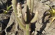 Preview photo Pilosocereus zehntneri