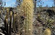 Preview photo Pilosocereus zehntneri