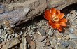 Anteprima di Rebutia steinmannii