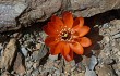 Anteprima di Rebutia steinmannii