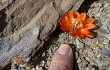 Preview photo Rebutia steinmannii