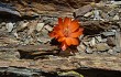 Anteprima di Rebutia steinmannii