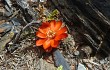 Anteprima di Rebutia steinmannii