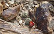 Preview photo Rebutia steinmannii