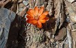 Anteprima di Rebutia steinmannii