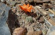 Preview photo Rebutia steinmannii