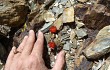 Anteprima di Rebutia steinmannii