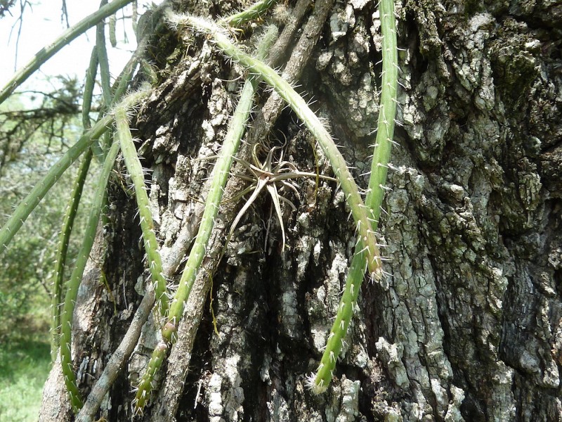 Photograph Rhipsalis floccosa in habitat